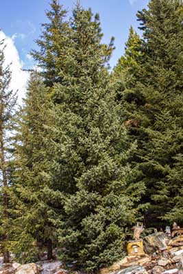 A tall, slender evergreen with dense, blue-green needles and gracefully drooping lower branches.