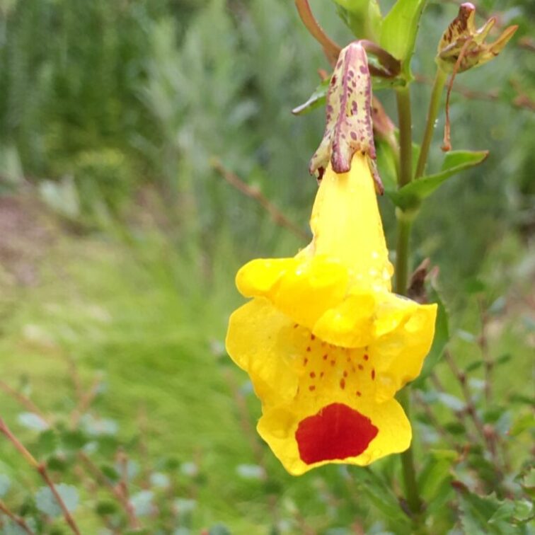 A yellow flower with a bright red spot on its lip.
