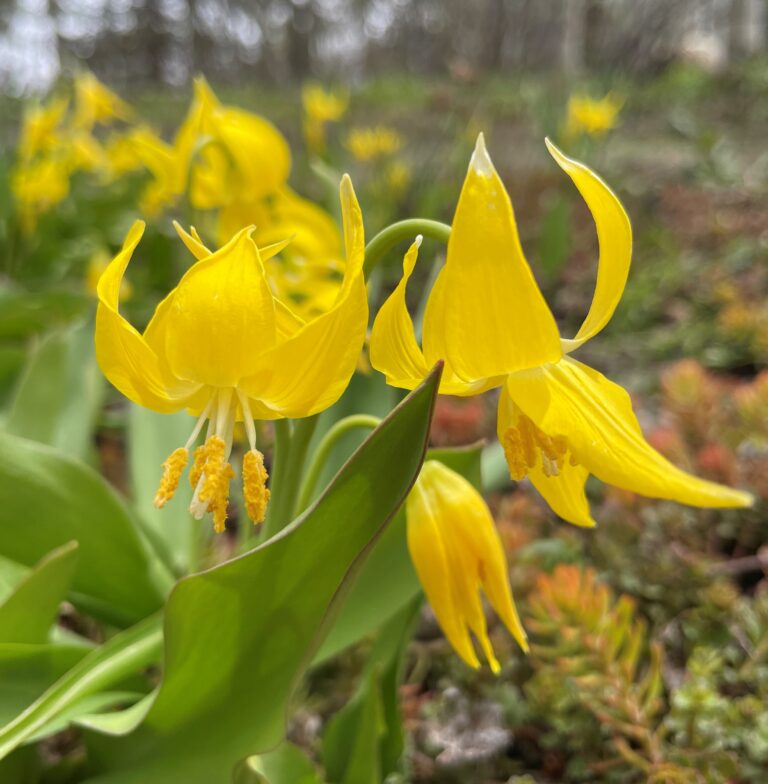 Bright yellow glacier lilies with curved petals and dangling stamens bloom low to the ground in a forest clearing.