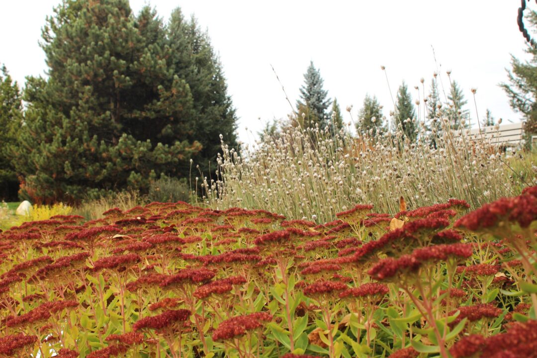 Cupid's Dart and Sedum spectabile 'Autumn Joy' in a garden
