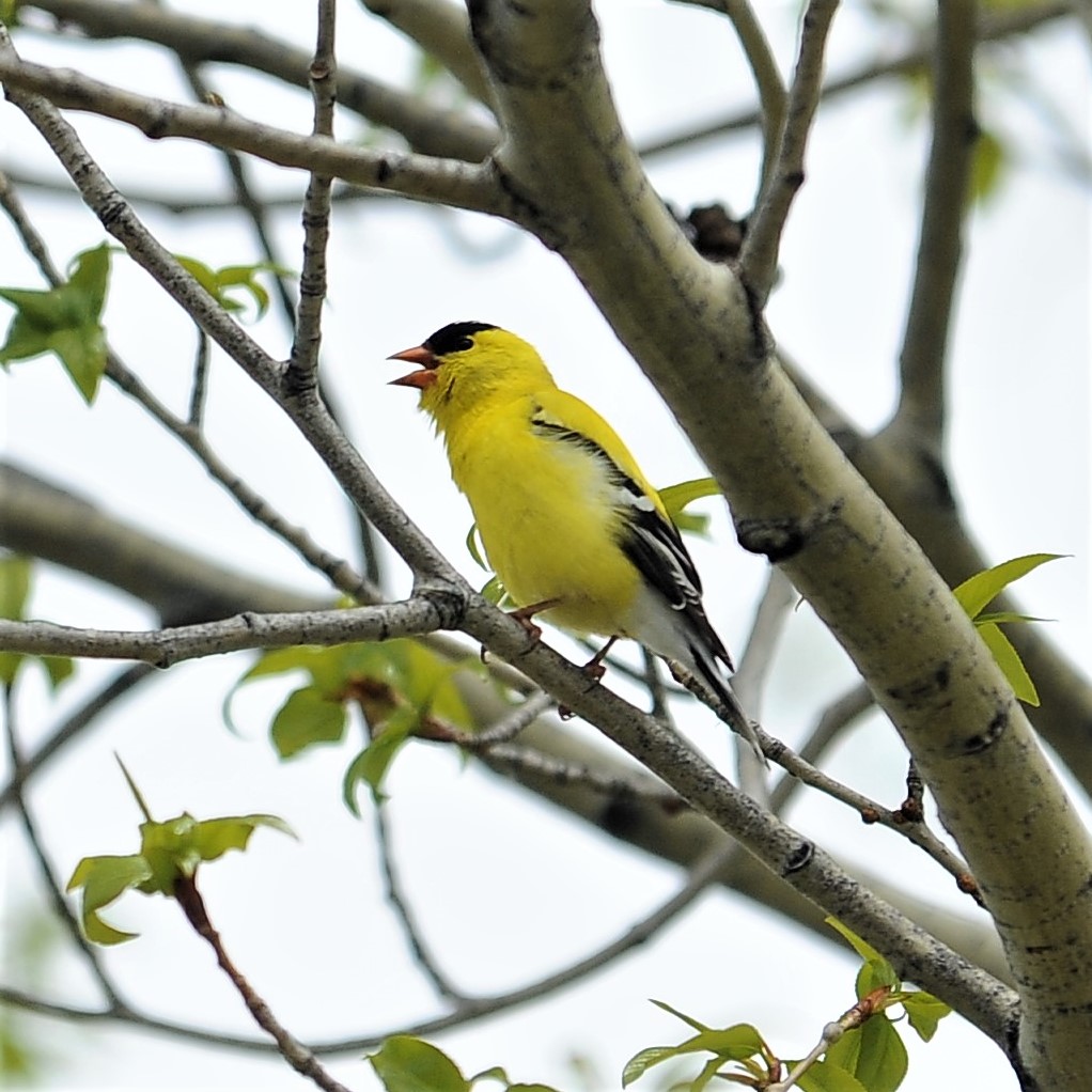 American Goldfinch tweeting on a branch