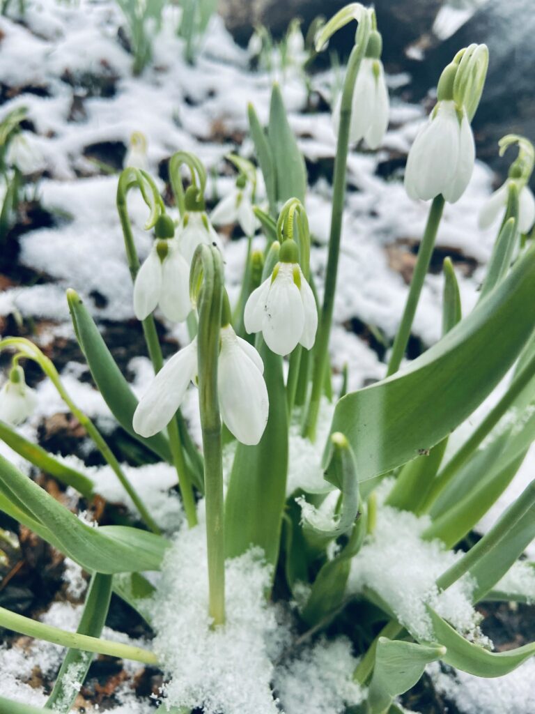 Snowdrop flowers with white drooping petals bloom through patches of fresh snow in early spring.