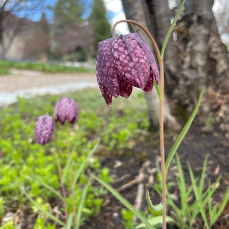 Snake's head fritillary flower with checkered purple petals droops from a thin stem beside a tree trunk.