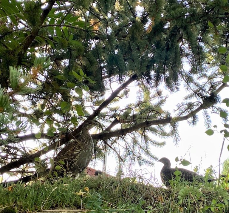 Two grouse stand camouflaged under a pine tree, nestled among branches and forest undergrowth.
