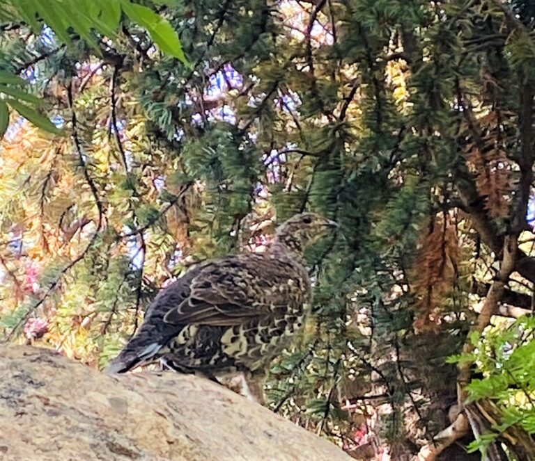 A single grouse perches on a rock beneath evergreen trees, blending into its forested surroundings.