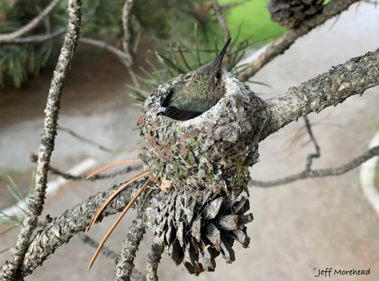 A hummingbird is snug inside a nest perched on a pine branch above a pathway.