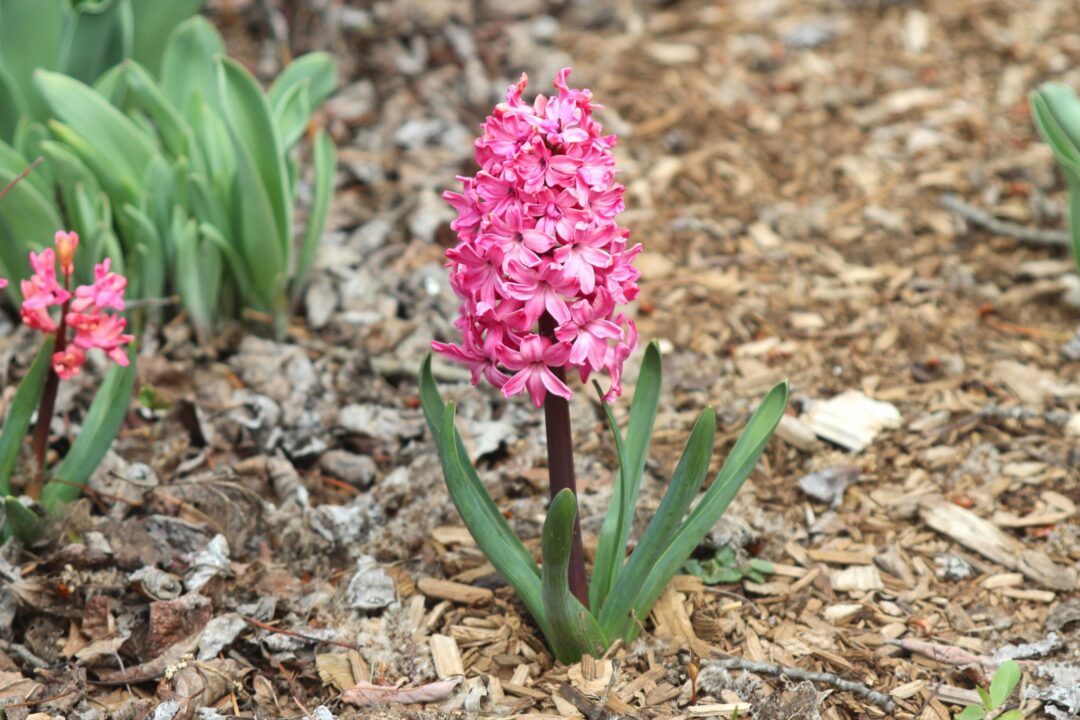 Pink hyacinth flower