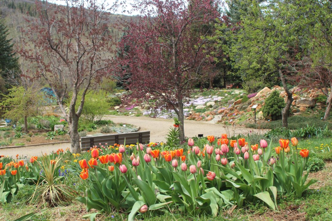 A garden landscape featuring a large flower bed of tulips in the foreground, with a dirt pathway, a bench, and a rocky hillside slope in the background.