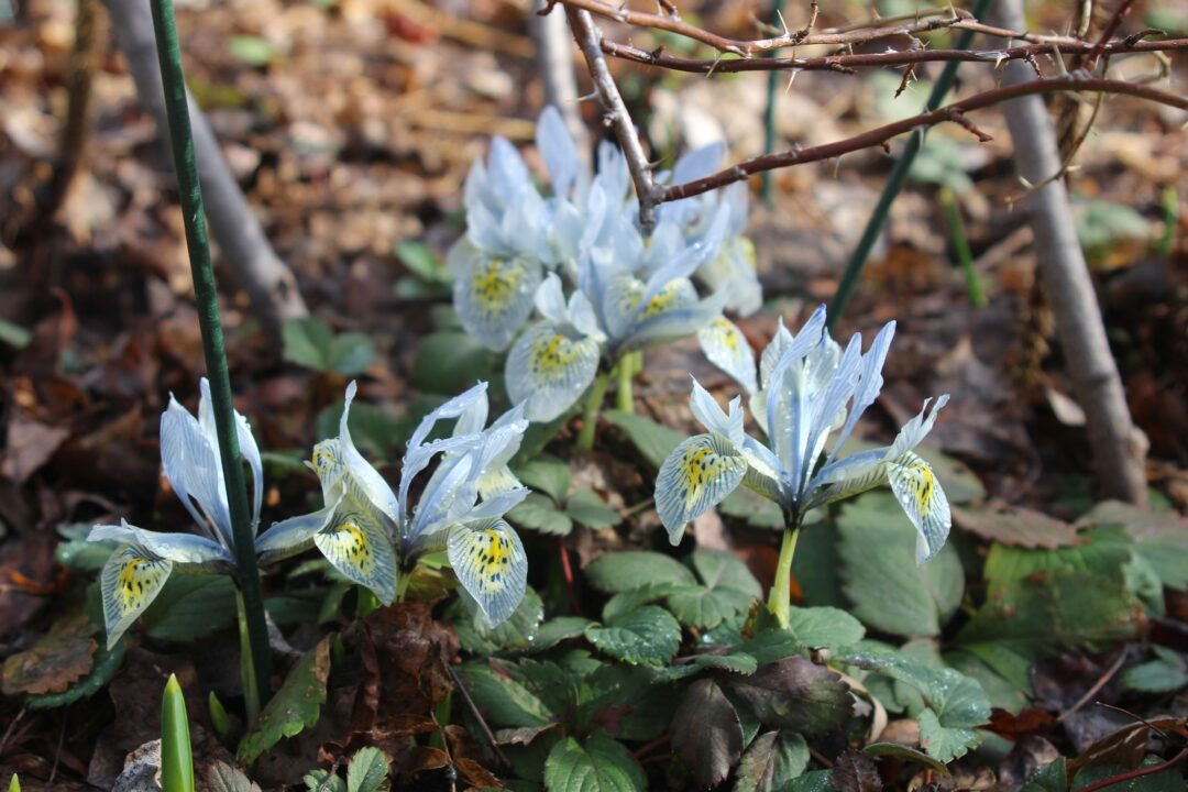 Iris reticula 'Katharine Hodgkins'