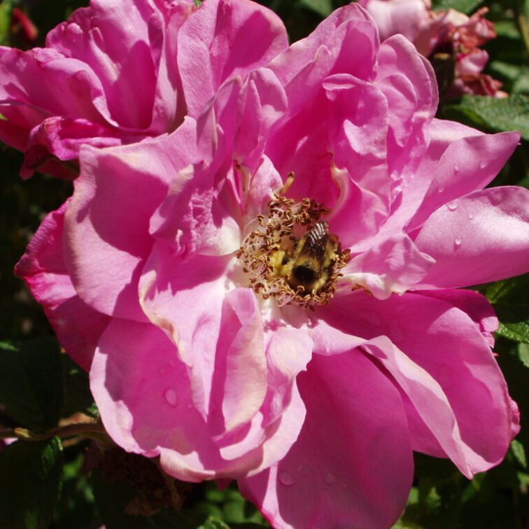 Closeup view of a pink wrinkly flower with a bee in the center