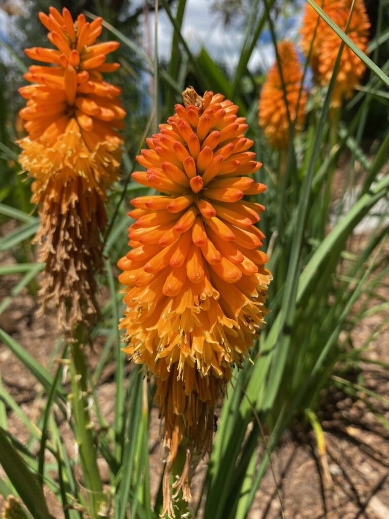 Bright orange-red Kniphofia flowers, also known as red hot pokers, bloom on tall stalks among grassy leaves.