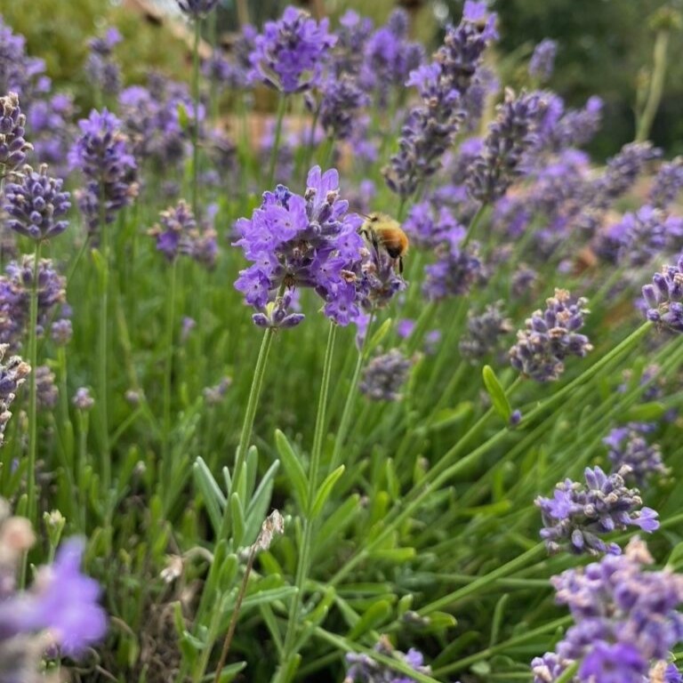 A bumblebee gathers nectar from a blooming cluster of purple lavender flowers in a sunny garden.