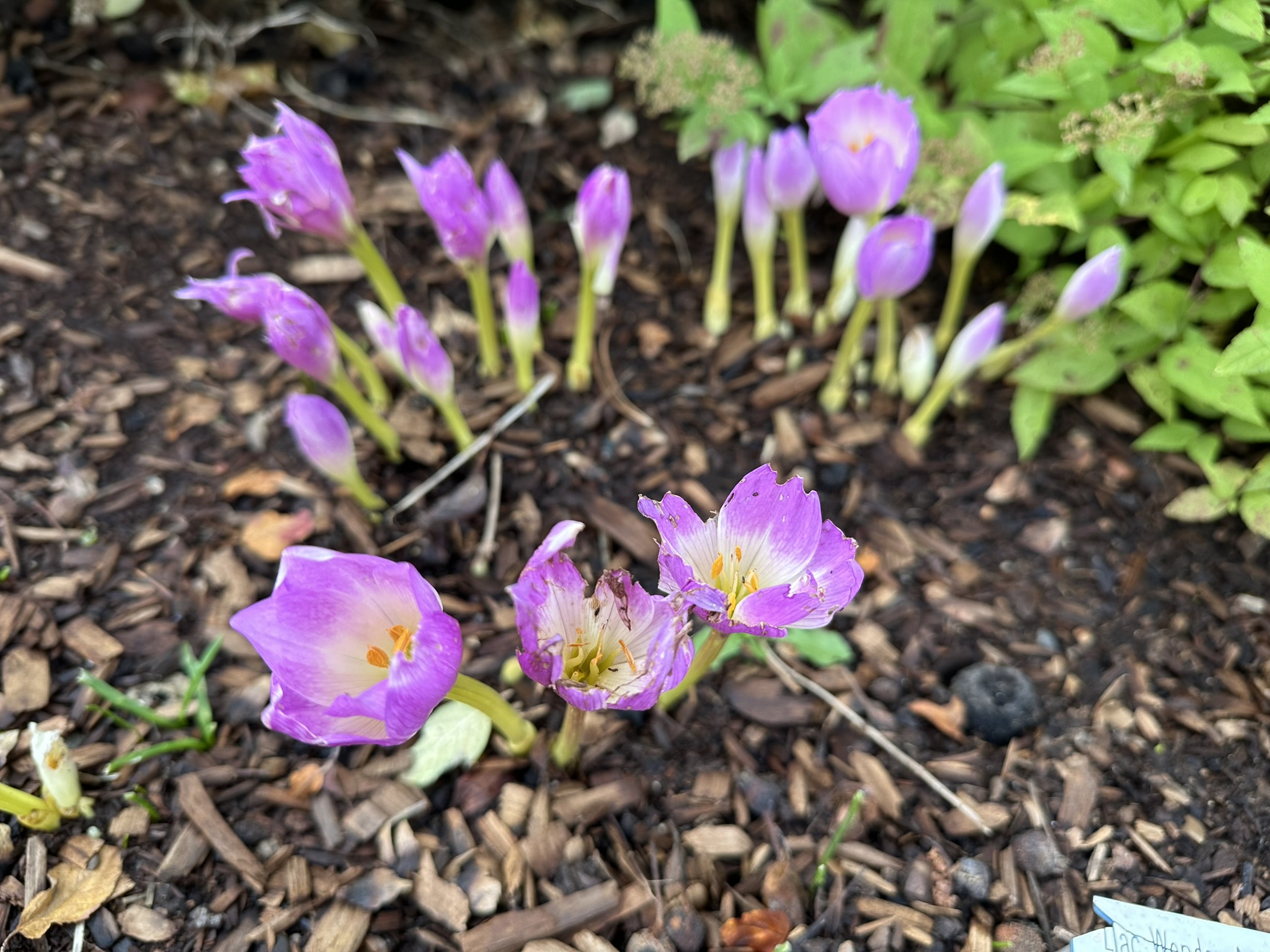 Crochicum Autumn Crocus growing out of soil