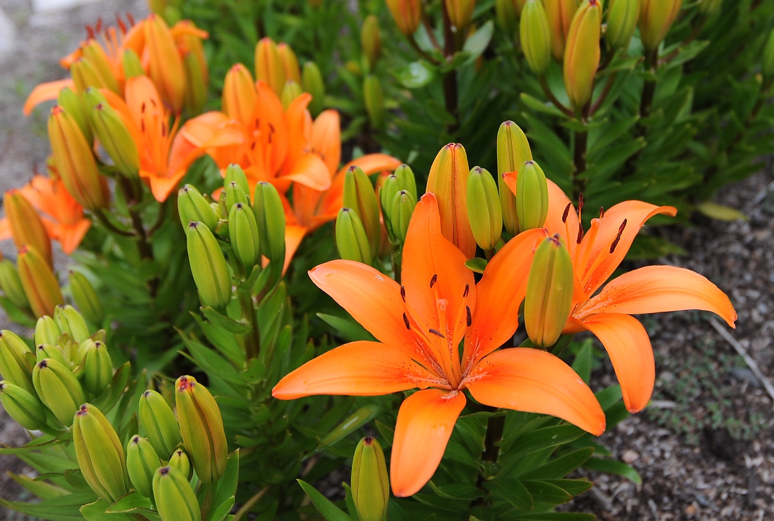 Asiatic Lilies