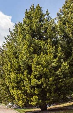 A straight-trunked pine with narrow, yellow-green needles and a rustic, open-branched silhouette.