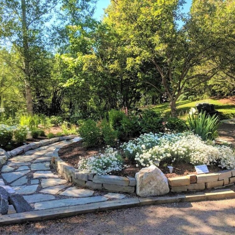 A curved rock path winds around a garden full of white flowers