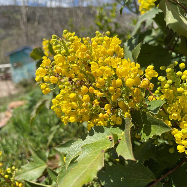 Bright yellow Oregon grape holly flowers in full bloom, surrounded by large green leaves and a blue shed in the background.