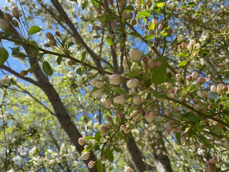 Budding crabapple branches reach toward a blue sky, surrounded by tall leafy trees in the background.