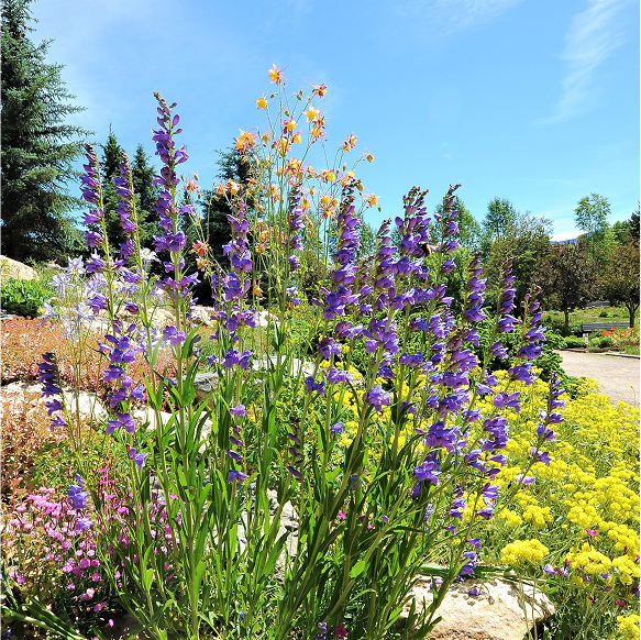 Close up of purple wildflowers surrounded by yellow ground cover flowers on a bright sunny day
