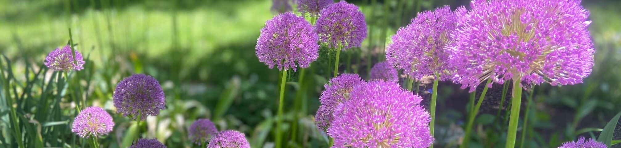 Closeup of vibrant purple spherical flowers