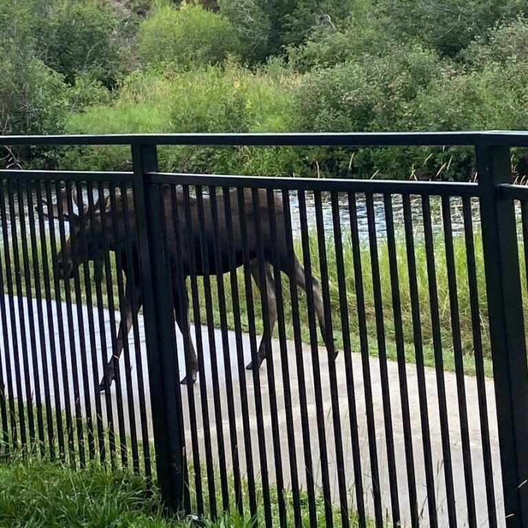 A moose walks along a concrete path behind a black fence, with a river and green trees in the background.