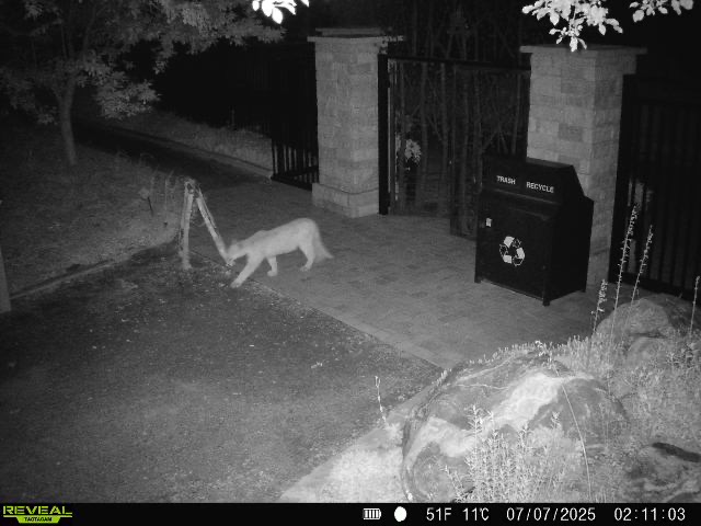 Mountain lion walking though the park captured on a trail cam