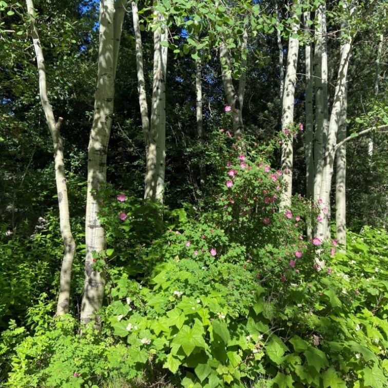 A dense grove of aspens and leafy bushes dotted with pink flowers