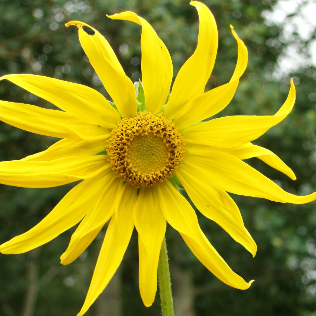 Native sunflower near Mica Lake