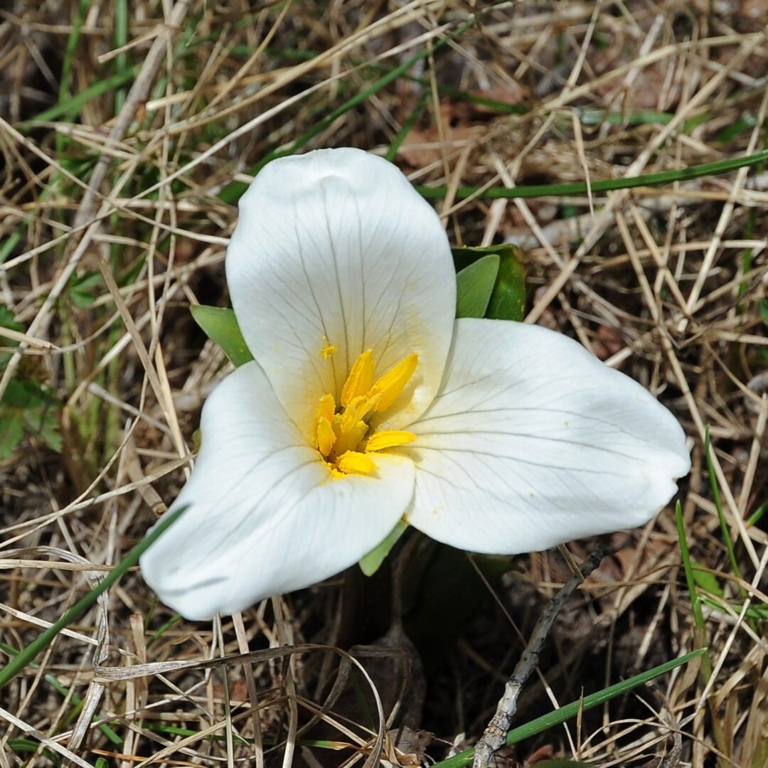 Native Trillium Ovatum