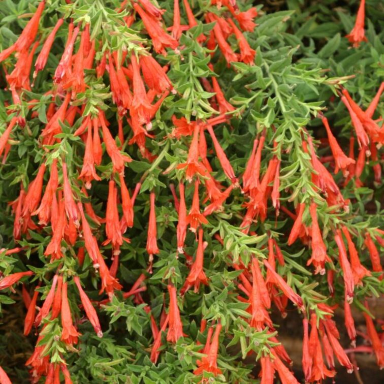 Rapidly spreading groundcover with masses of orange-scarlet flowers in summer.