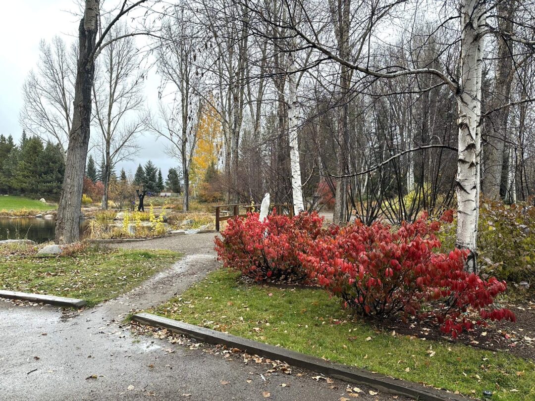 Red bush near a garden pathway