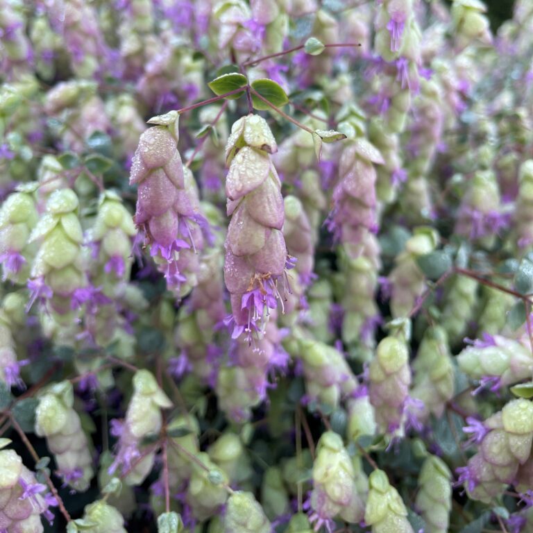 Delicate hop-flowered oregano with pale green and purple bracts hangs in clusters, glistening with moisture.