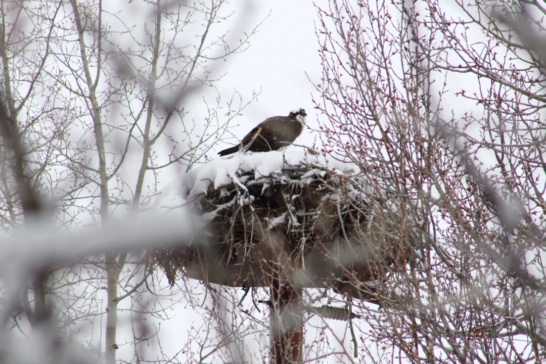 Osprey perched in a snowy nest
