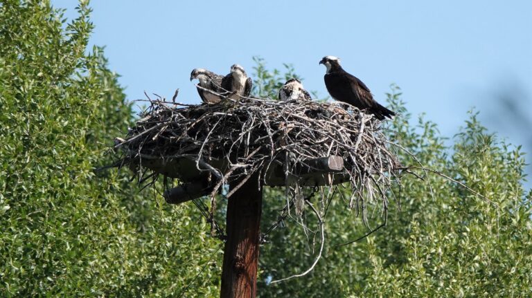 An adult osprey and three chicks stand in a large nest on a pole, surrounded by dense green foliage.