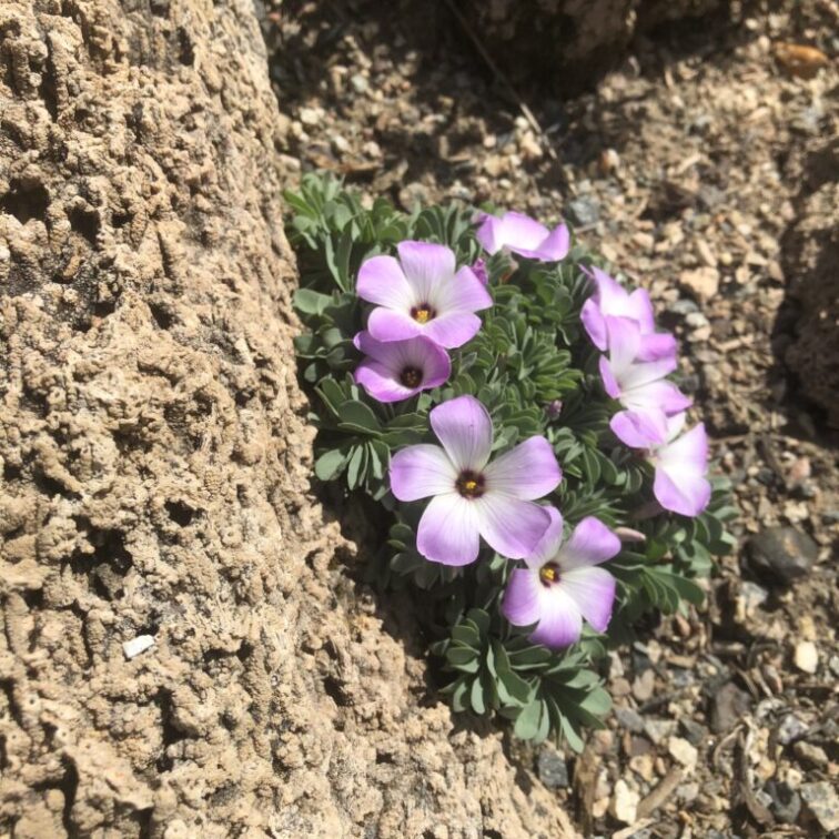 Small bulbs grow a mass of silvery, dissected leaves. The spring flowers are mostly white tinged with pink and have purple veins.