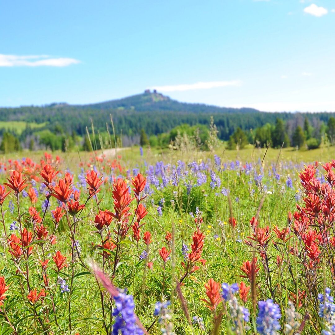 Paintbrush flowers at Rabbit Ears Pass