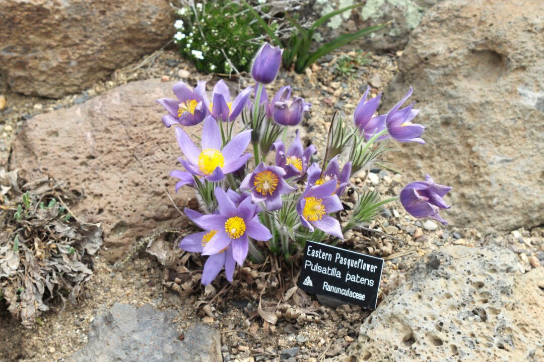 Pasqueflowers