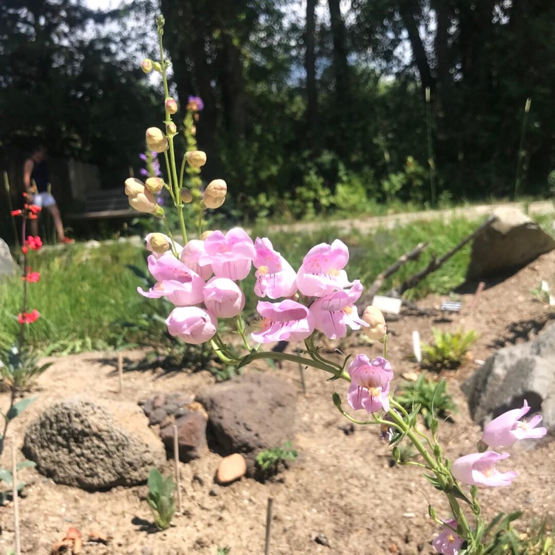 Palmer's Penstemon