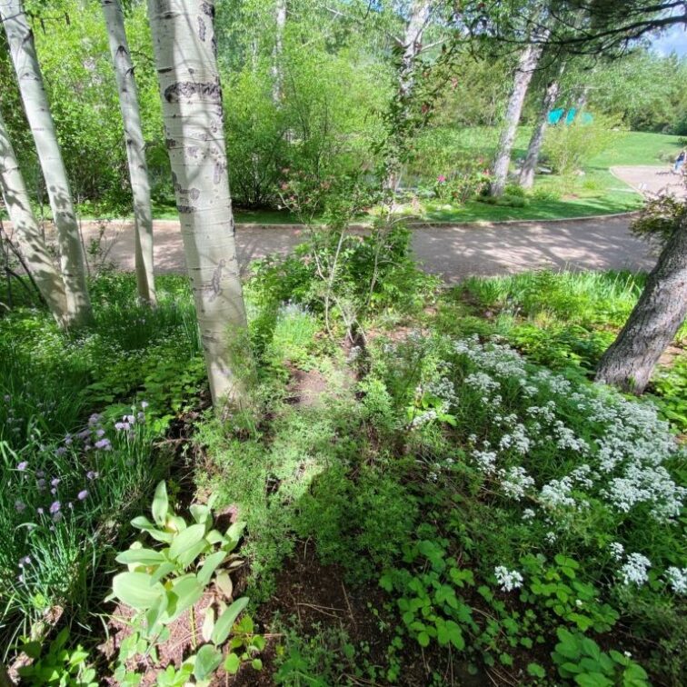 White and purple flowers speckled throughout a thicket of green shrubs
