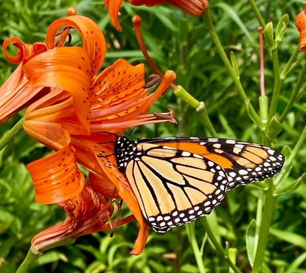 Monarch butterfly pollinating a tiger lily