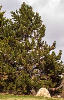 Towering and majestic, this pine features cinnamon-colored bark and long, tufted needles in bundles of three.