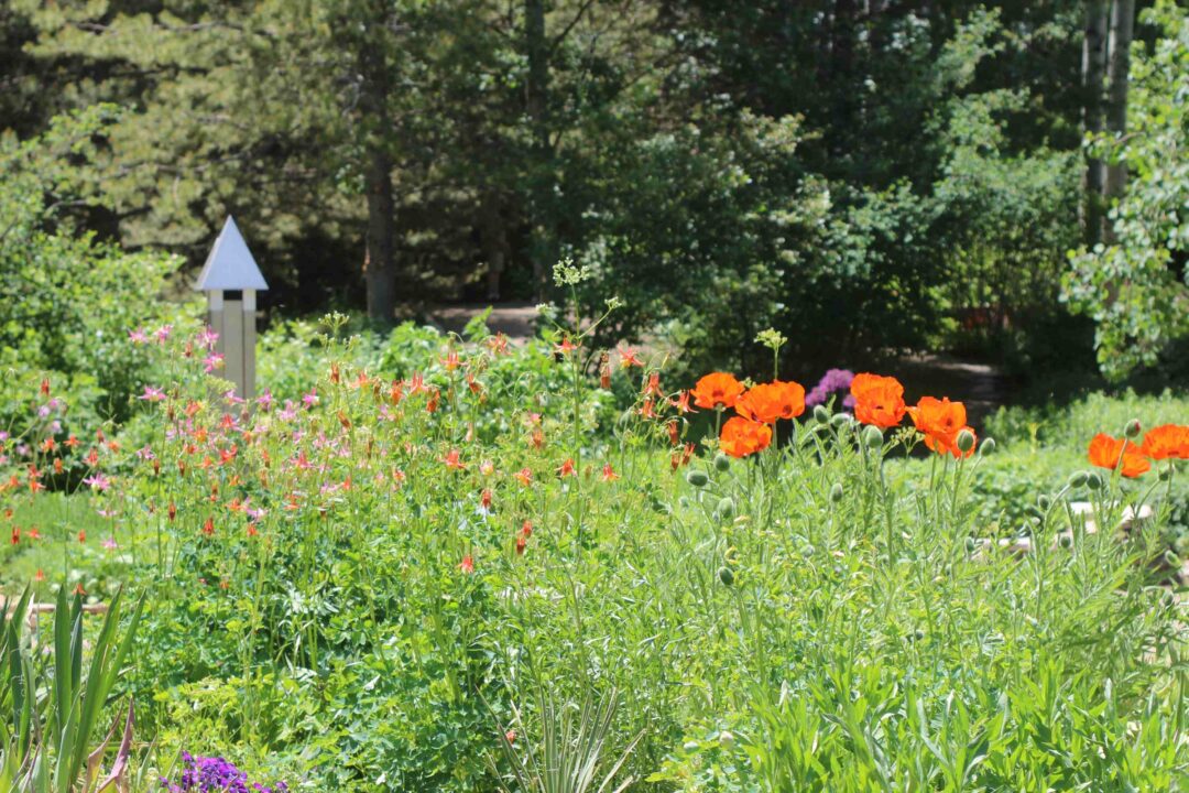 orange poppies in the Medicinal Garden