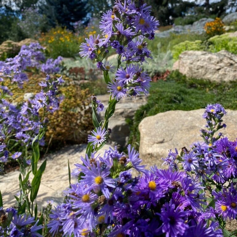 Tall purple aster flowers in full bloom growing among rocks in a vibrant summer garden.