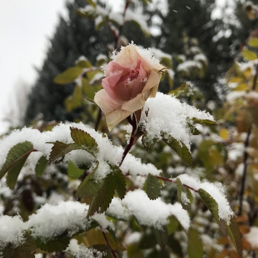 Pale pink rosebud dusted with snow on a branch with green leaves in a wintry garden.
