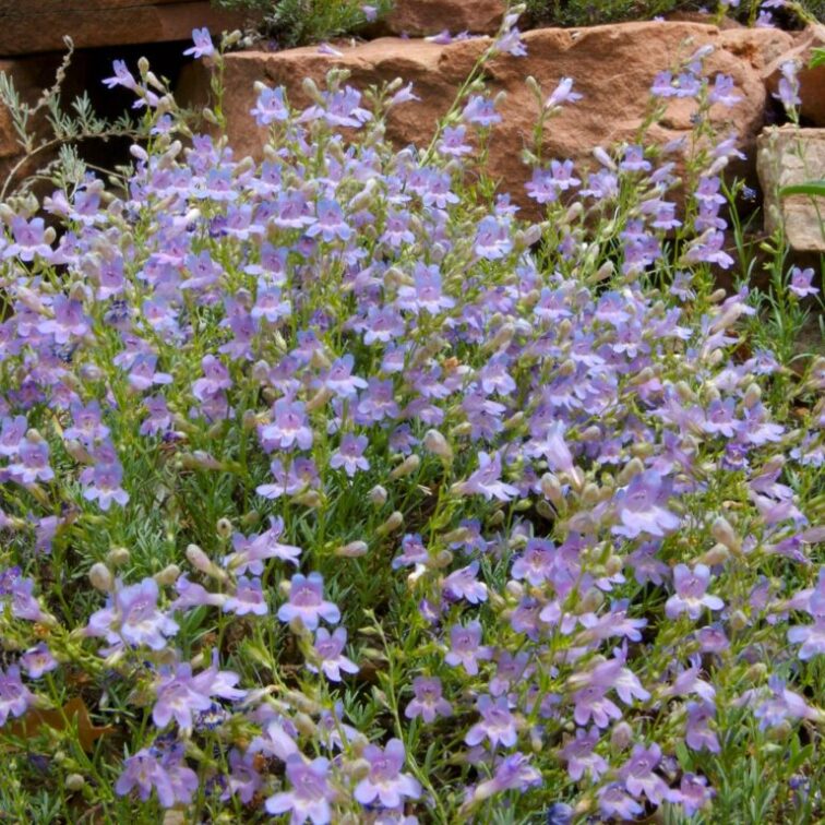 Lavender-blue flowers shine on top of evergreen leaves in the spring and early summer.
