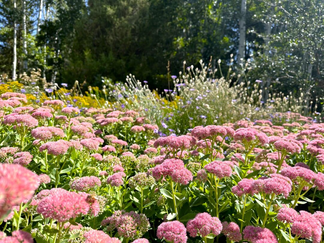 Stonecrop in September Charm garden