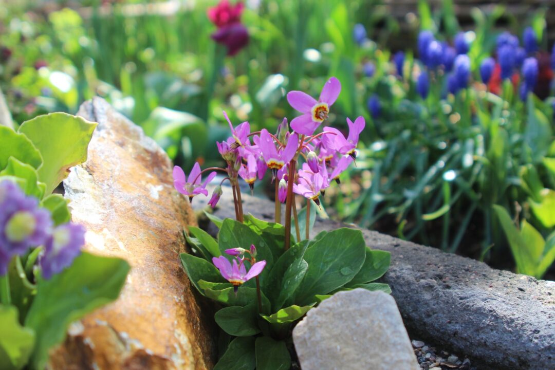 Shooting Star plant in a container garden