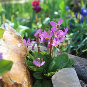 Shooting Star plant in a container garden