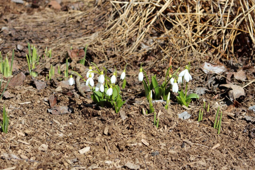 Snowdrop flowers in soil