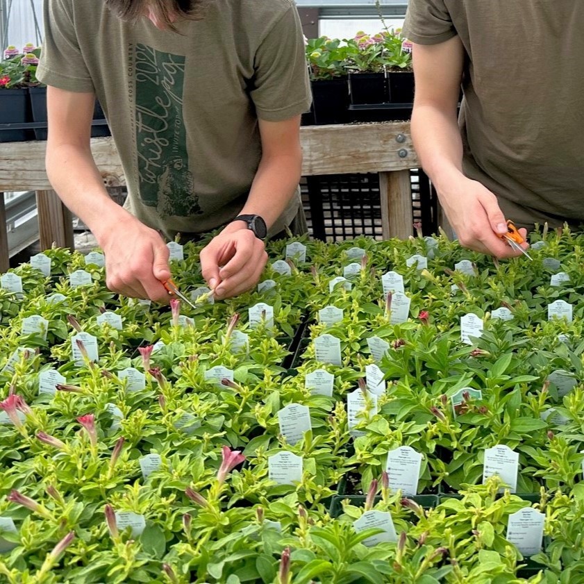 Students tending to plants in a greenhouse